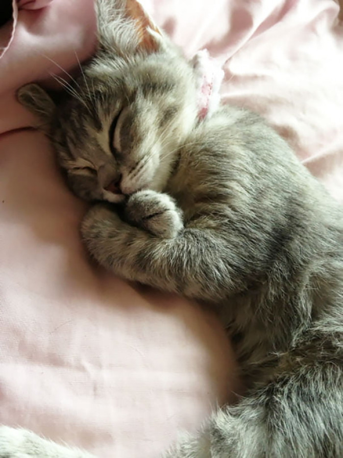 40 Purrfect Photos of The Sweetest Little Kittens That Fell Asleep