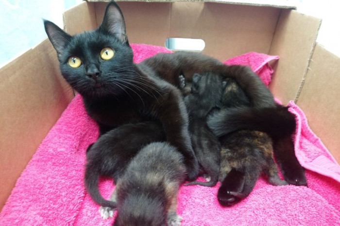 “She’s a very relaxed and attentive mum but if she had been slightly more worried or flighty we might easily have lost her and the kittens. They’re all lucky to be alive,” Gareth said.