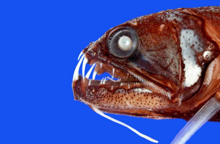 4. Snaggletooth Fish