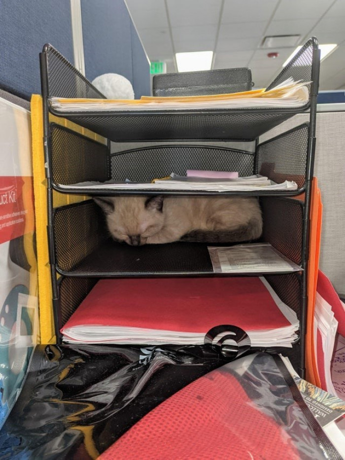 20. "It is Bring Your Cat to Work Day, and our coworker's cat fell asleep in the file tray. 🤫"