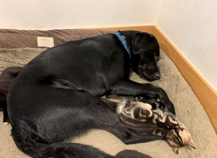 The Labrador retriever rescue sympathized with these seven little rescues