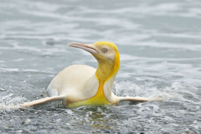 Did you know that penguins also come in yellow-white?