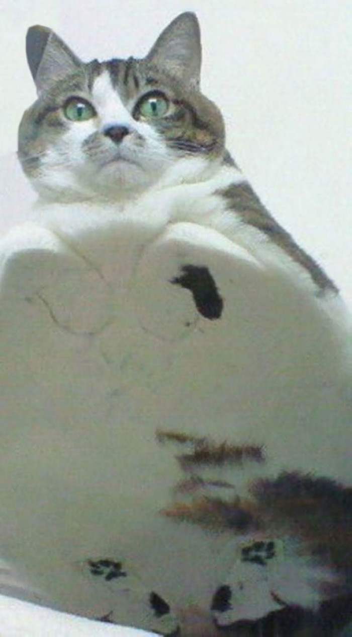Fat loaf of cat.