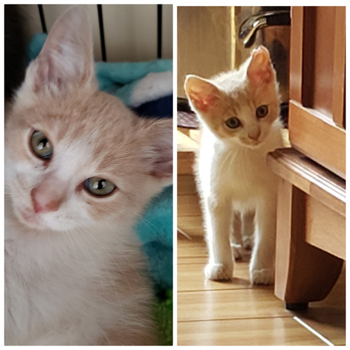 People who are cruel to animals may face charges.