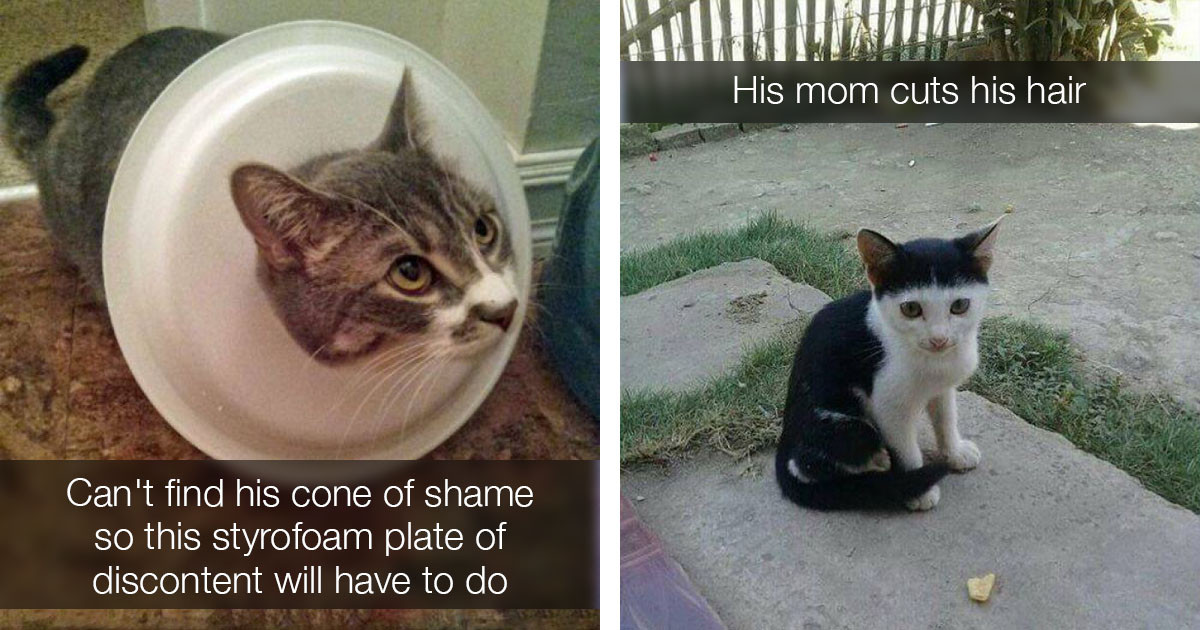 Photos That Prove Cats Are The Funniest (And The Best)