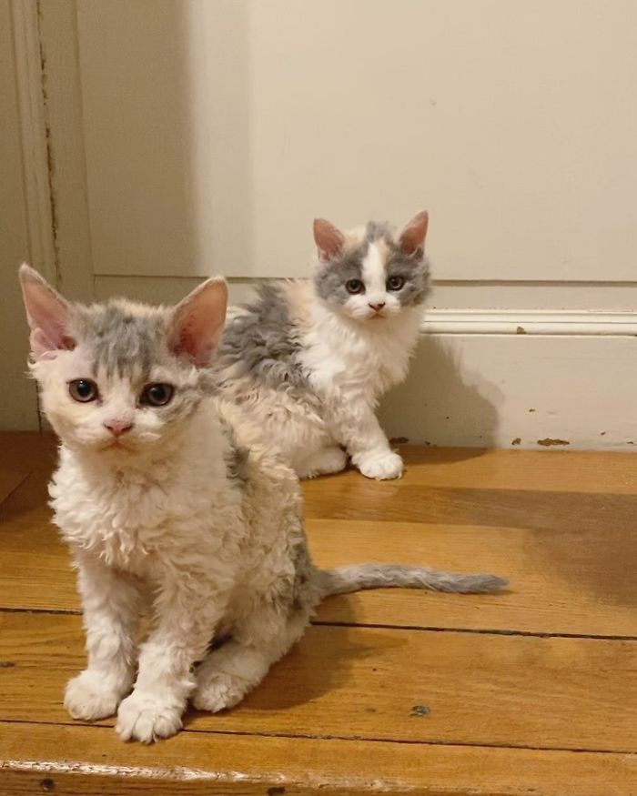 Little Kittens Have Adorable Curly Fur Like Nothing You’ve Seen Before – Icestech