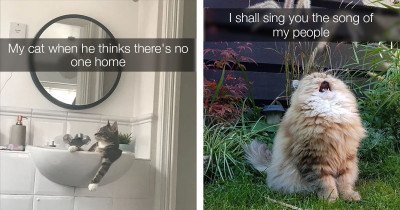 We Seriously Cannot Get Enough Of These Hilarious Cats