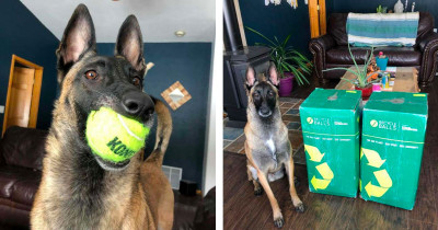 Adorable Dog Can't Contain His Excitement After Getting 400 Tennis Balls for His Birthday