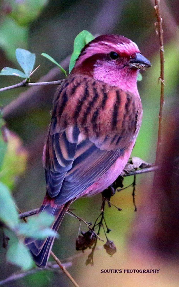 This absolutely lovely bird is sometimes described to have a raspberry plumage. 