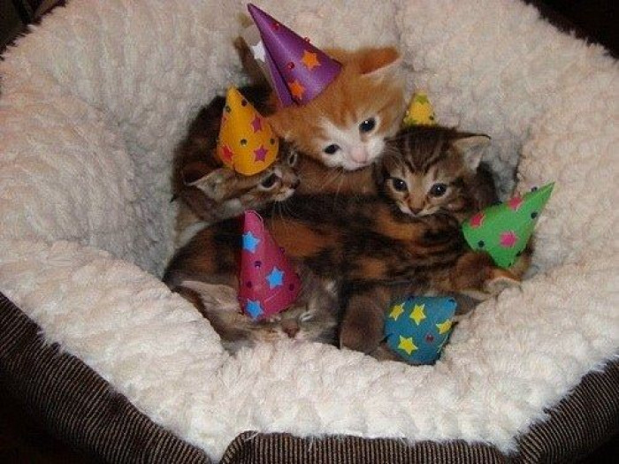 14. Happy birthday, little kittens
