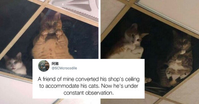 Shop Cats Stare At Their Owner Through A Fitted Glass Ceiling All Day Long