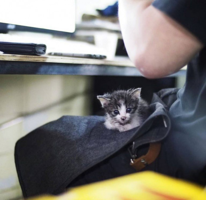 Couple walking down city street, looking concerned after hearing a kitten mew.