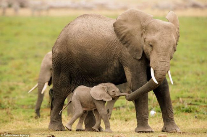 11. Baby and mama elephant out on a walk