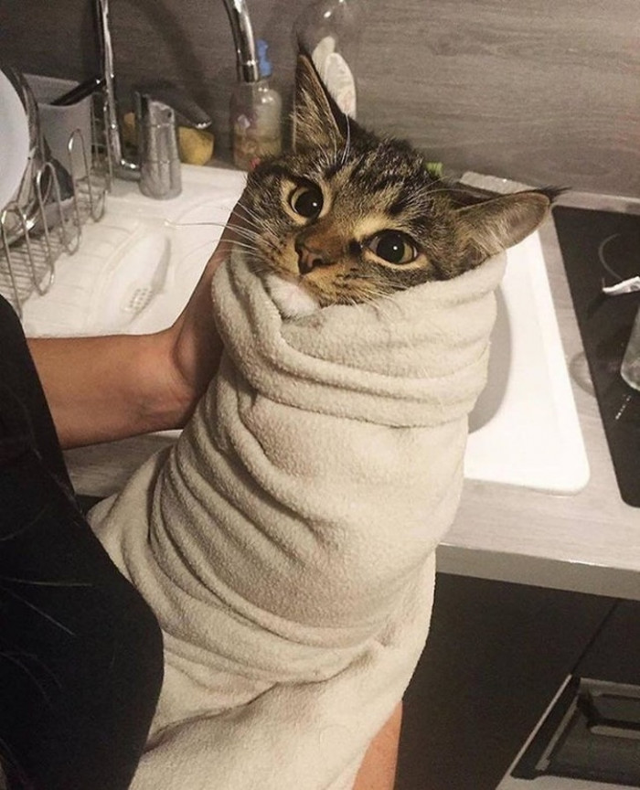 7. “Cat burrito wrap”