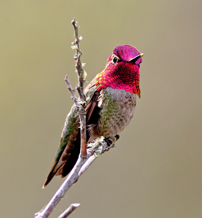  This bird is native to western coastal regions of North America.