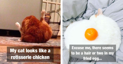 Cats That You Would Easily Mistake For Food At First Glance