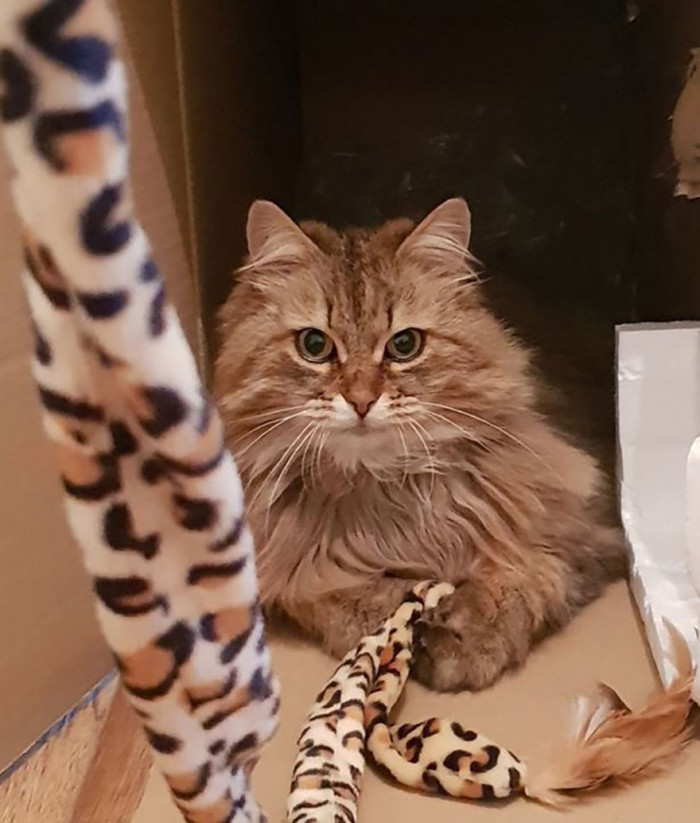 Tula is a beautiful cat.