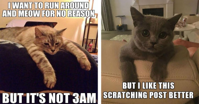 Heartbreaking Problems Only Experienced By Cats