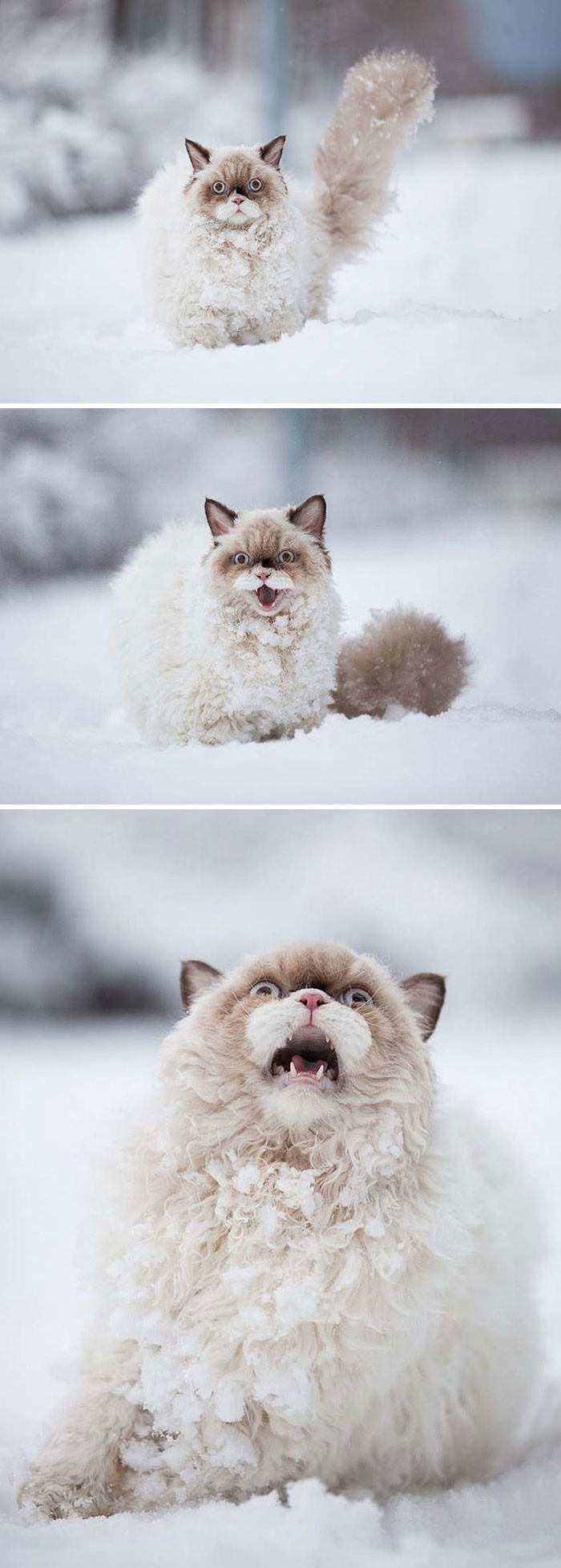 #2 Persian Kitty- 'No to the snow, somebody HELP!'