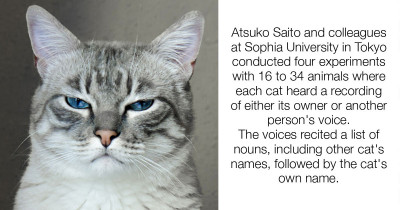 Scientists Find Out Cats Know Their Names; They Just Choose to Ignore You