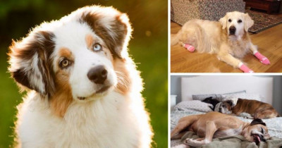 People Have Some Important Questions They Need To Ask Dogs