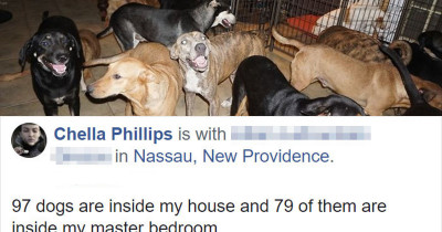 Woman Shelters 97 Stray Dogs in Her House During Hurricane Dorian