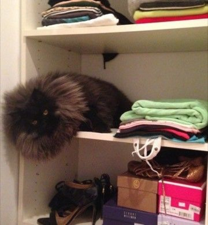 Look at that stunning mane!