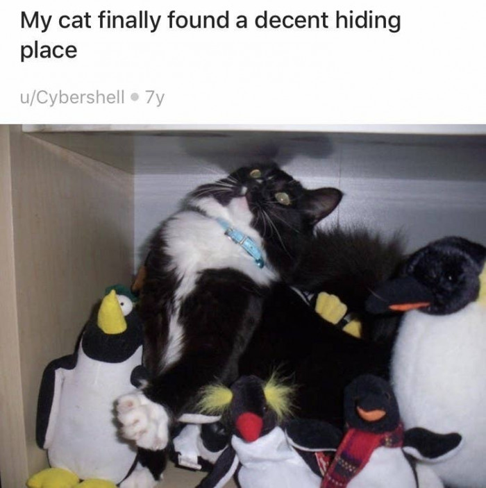 1. Blending in.