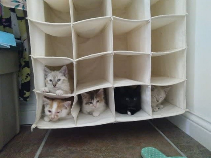 Cubby space for cats.