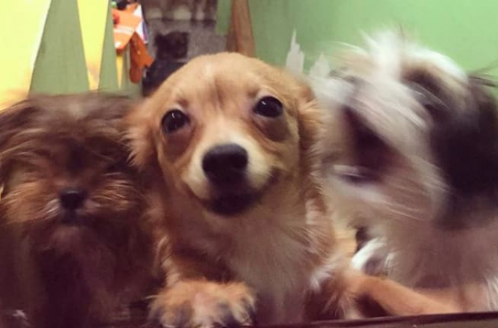 Happiest dog ever, smiling face, bright eyes, joyful expression