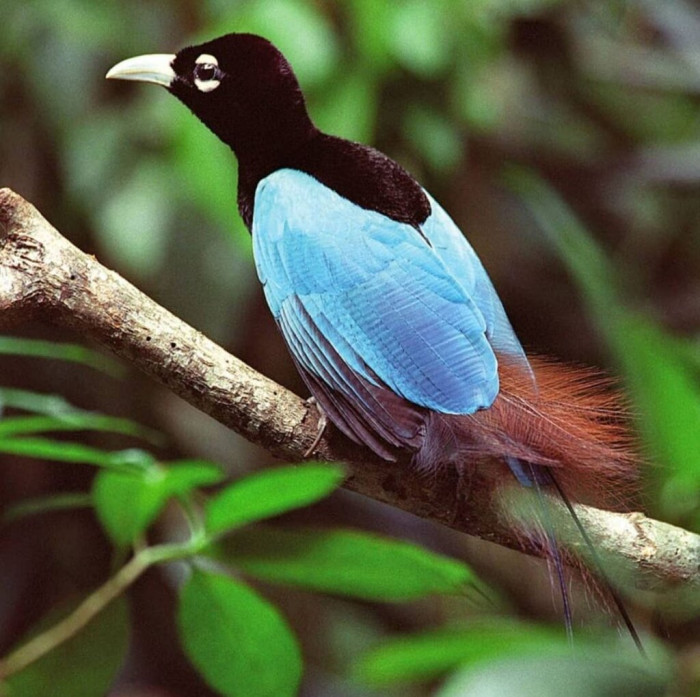 Male Blue Bird Of Paradise