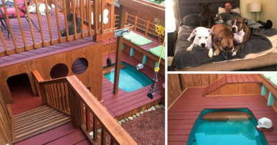 Man Creates An Astounding Three-Story Playhouse Just For His Dogs