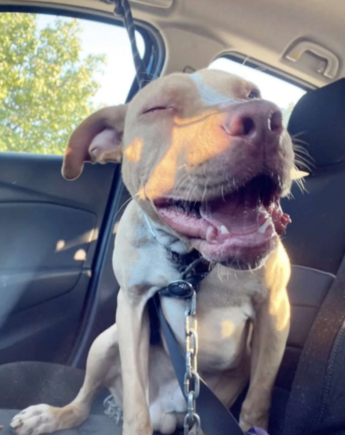 Beaker Is the Happiest Dog Even Before Going to Surgery.