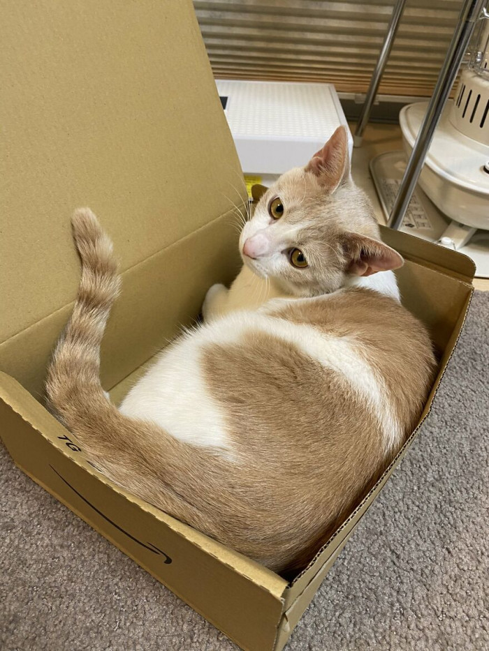 Like a typical cat, Miru-chan loves boxes.