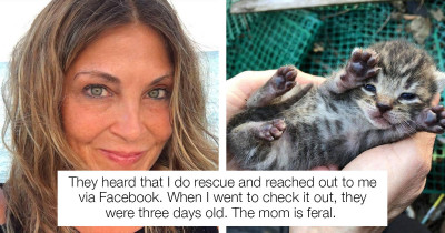 Woman Finally Rescues Feral Mama Cat And Her Small Litter Of Kittens After Spending Two Weeks Trying