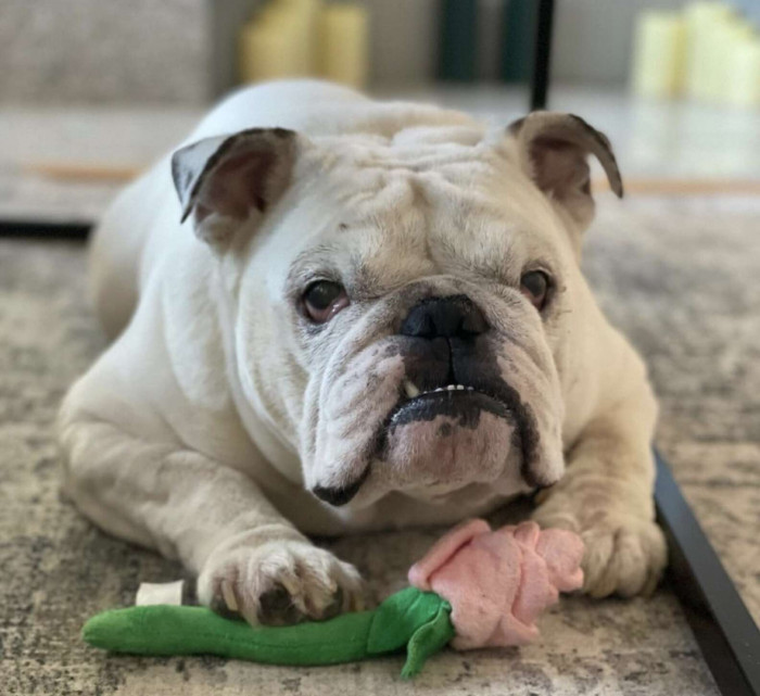 Here's Ollie trying to get your love by offering you a rose