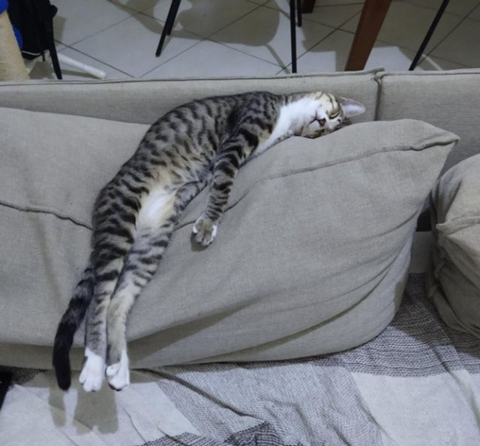 11. This cat knows how to pick a really comfy spot.