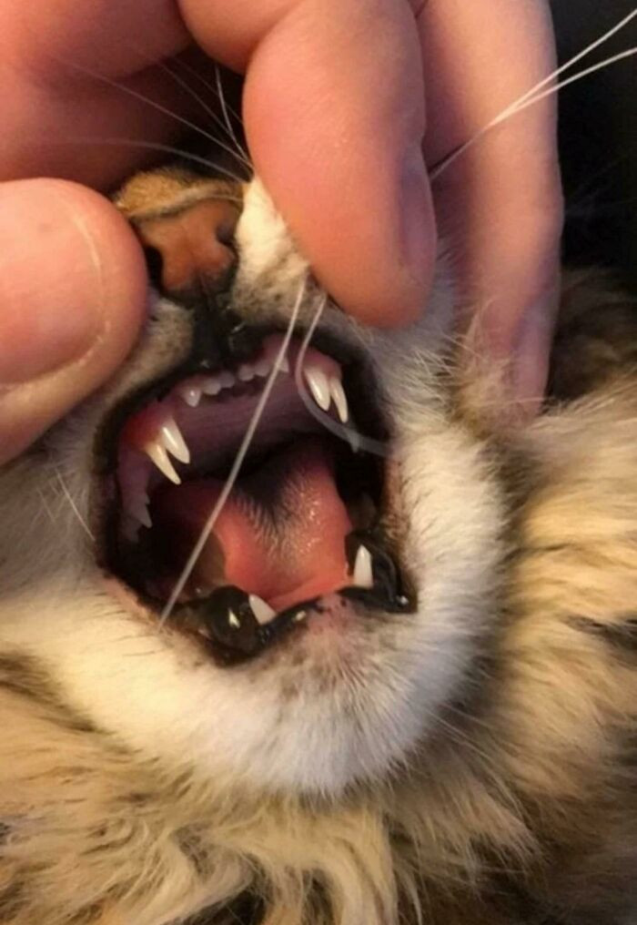 15. This kitten has double fangs