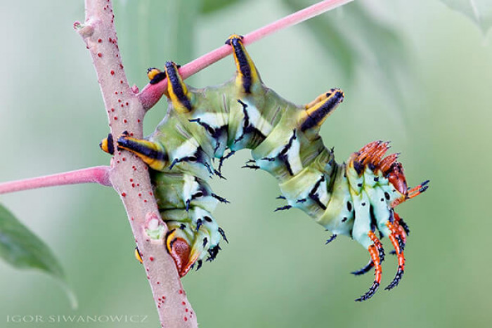 4. Patterned Colourful Caterpillar