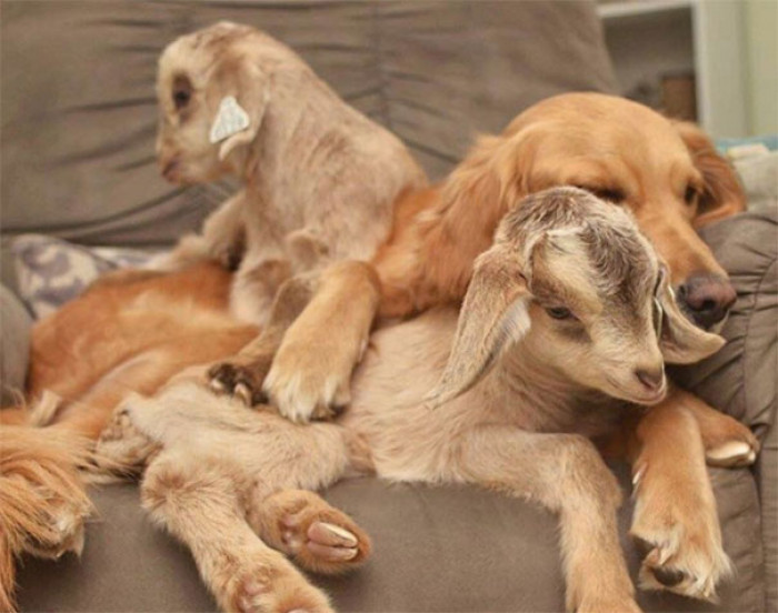 But when her mom adopted baby goats, this took Loryn’s maternal instinct to another level.