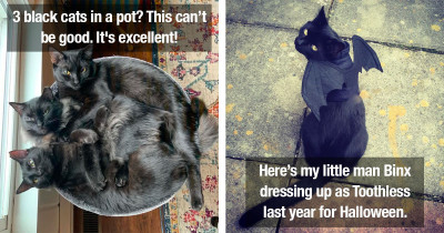 Black Cats Change Everything About Living Life With Cats