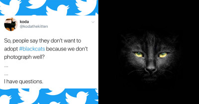 10+ Pictures of Cats That Are as Dark as Your Soul but 10 Times More Beautiful