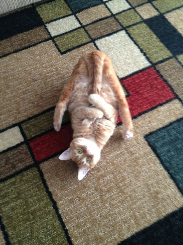 24. "This is Sara the cat, all the time."