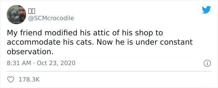 These ceiling cats have recently gone viral.