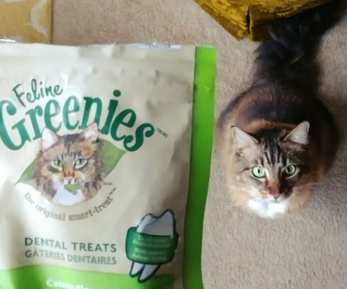 8. “My cat looks exactly like the one on her treat bag.”