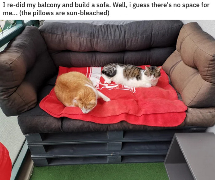 8. How nice of you to build a sofa for your cats!