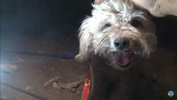 Knowing how important it is to take things slow, the rescuers didn't rush the poodle out.