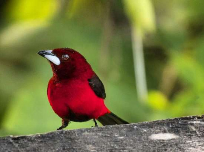 The Crimson-backed tanager is a small bird that reaches a length of about 18 cm or 7.1 inches.