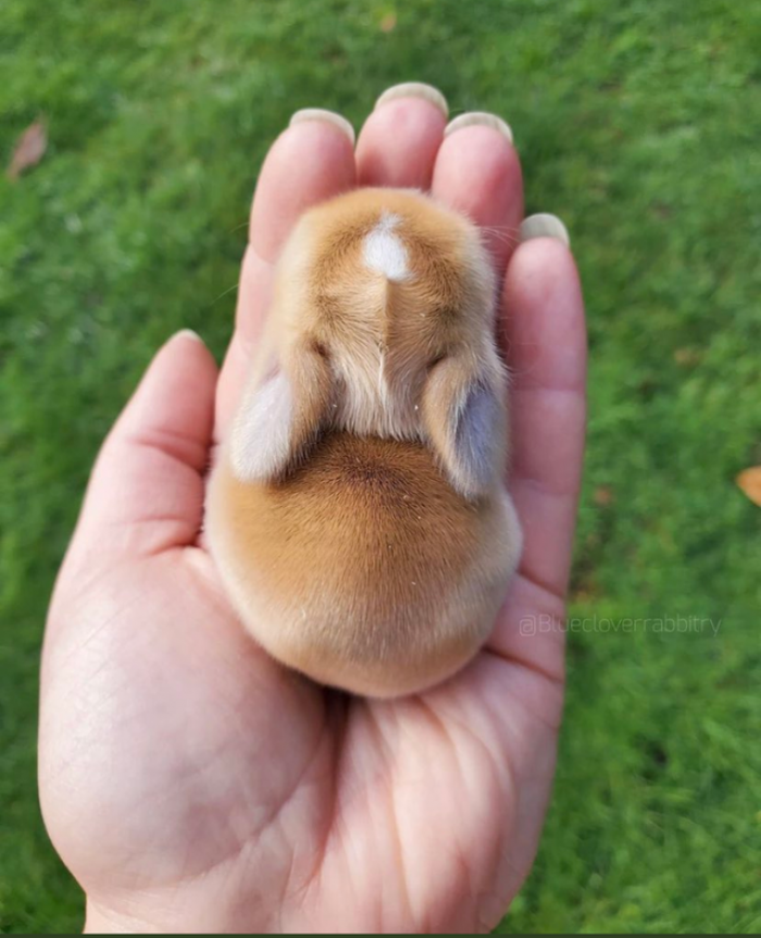 4. Incredibly small, incredibly cute. Is this real?