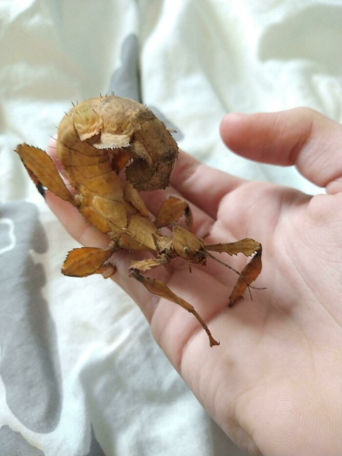 34. This Cool Looking Spiny Leaf Bug